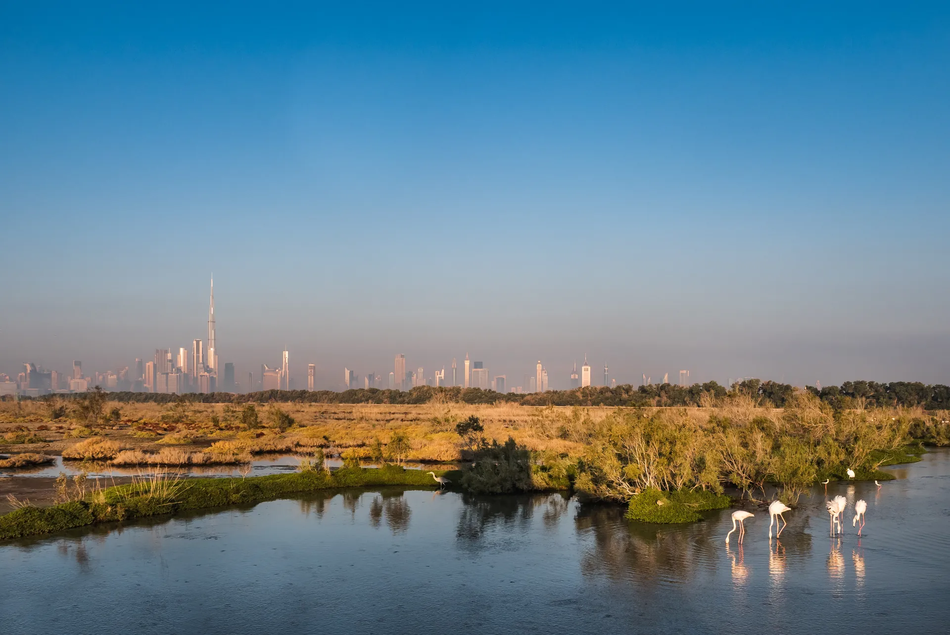 Flamingos in the Ras Al Khor sanctuary, the Downtown skyline behind
